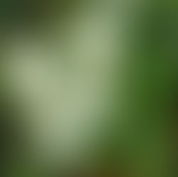 White Mussaenda by Nandita De nee Chatterjee