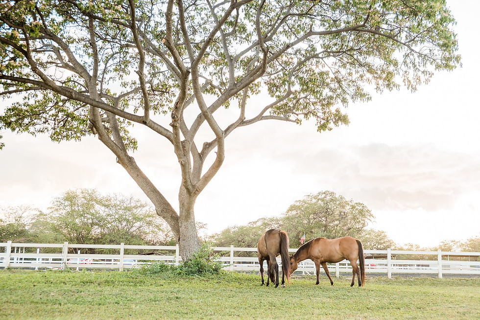 Rocky and Tucker grazing under a monkey pod tree in Kapolei, HI