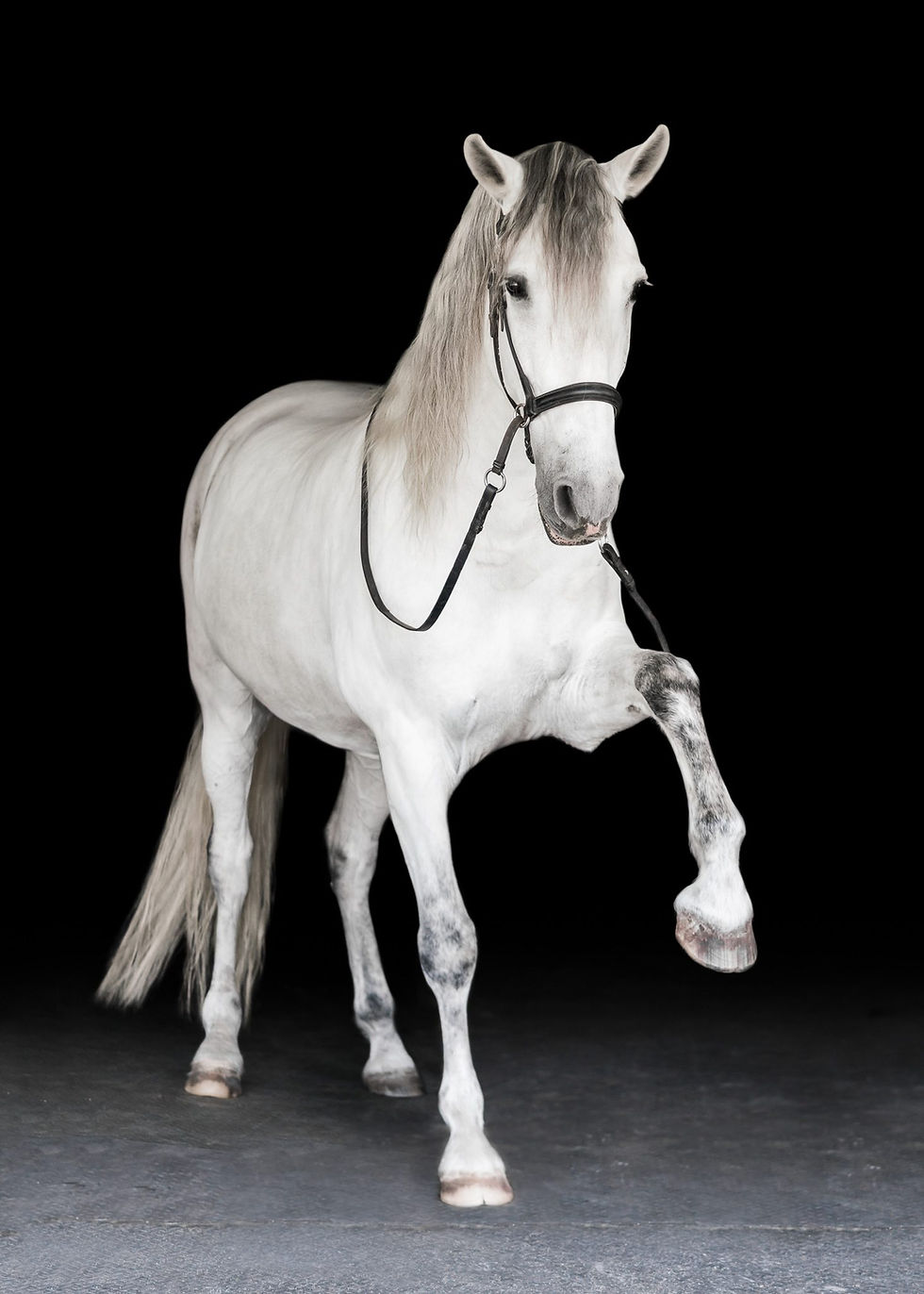 an andalusian doing the Spanish walk on a black background