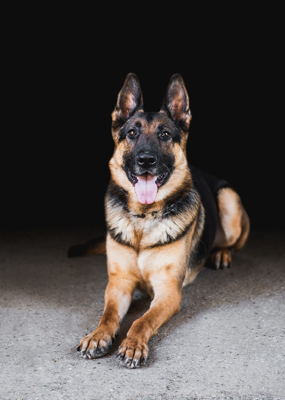 Rylie, Wren's rescue German Shepherd