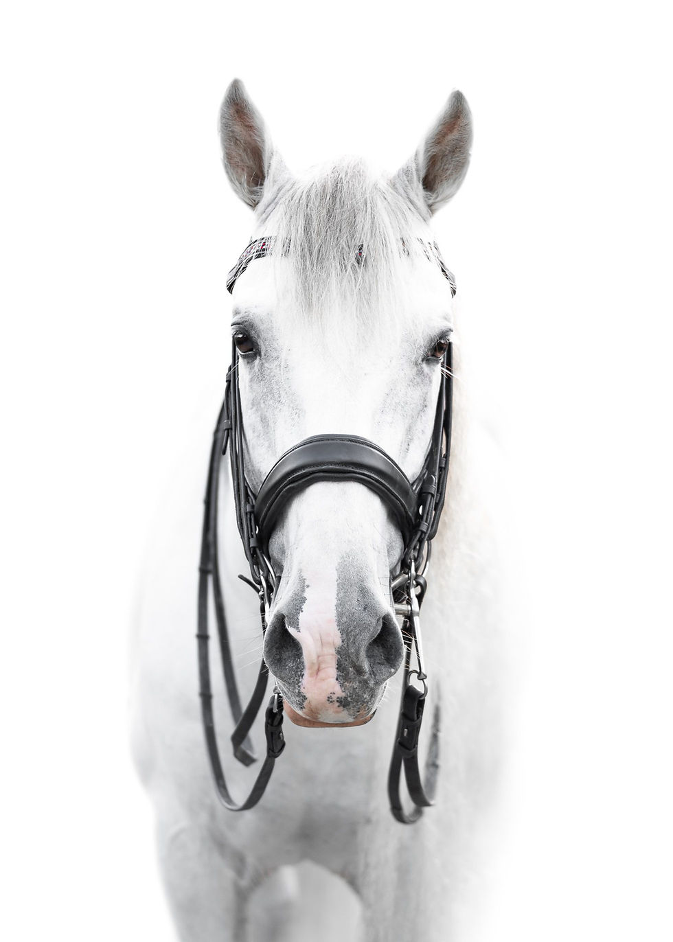 white background portrait of Eco