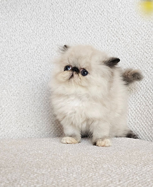 exotic longhair female kitten for sale