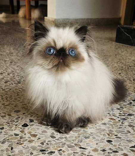 cfa pedigree persian