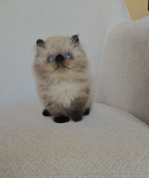 cattery cats for sale