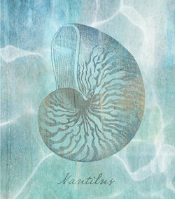 Nautilus