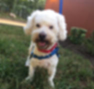 Shaun after groom.JPG