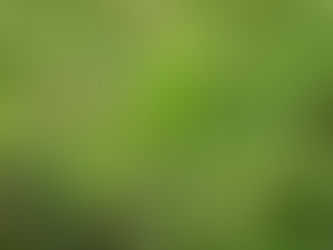 【報告】染めものワークショップ・春〜染めて・食べてたのしむ「よもぎ」〜