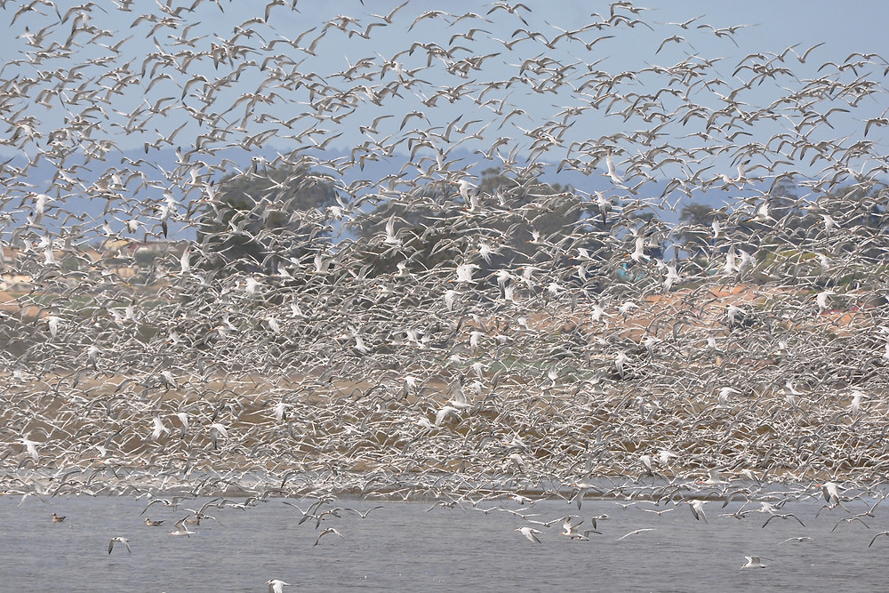 Elegant Terns arrive in Moss Landing and Elkhorn Slough by the thousands