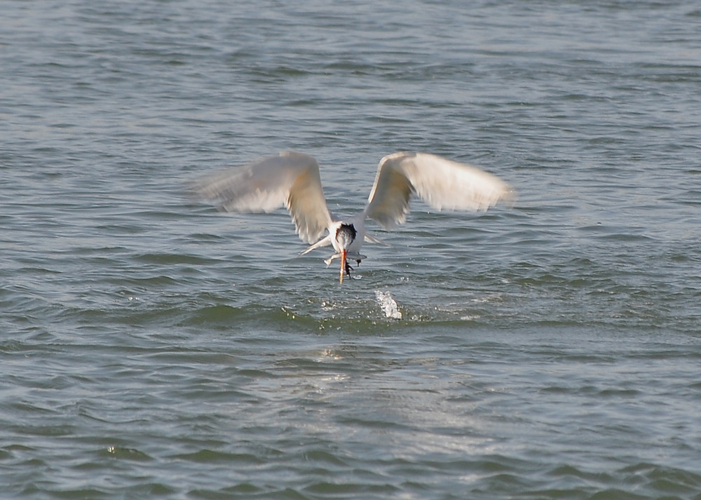 Elegant Tern with anchovy