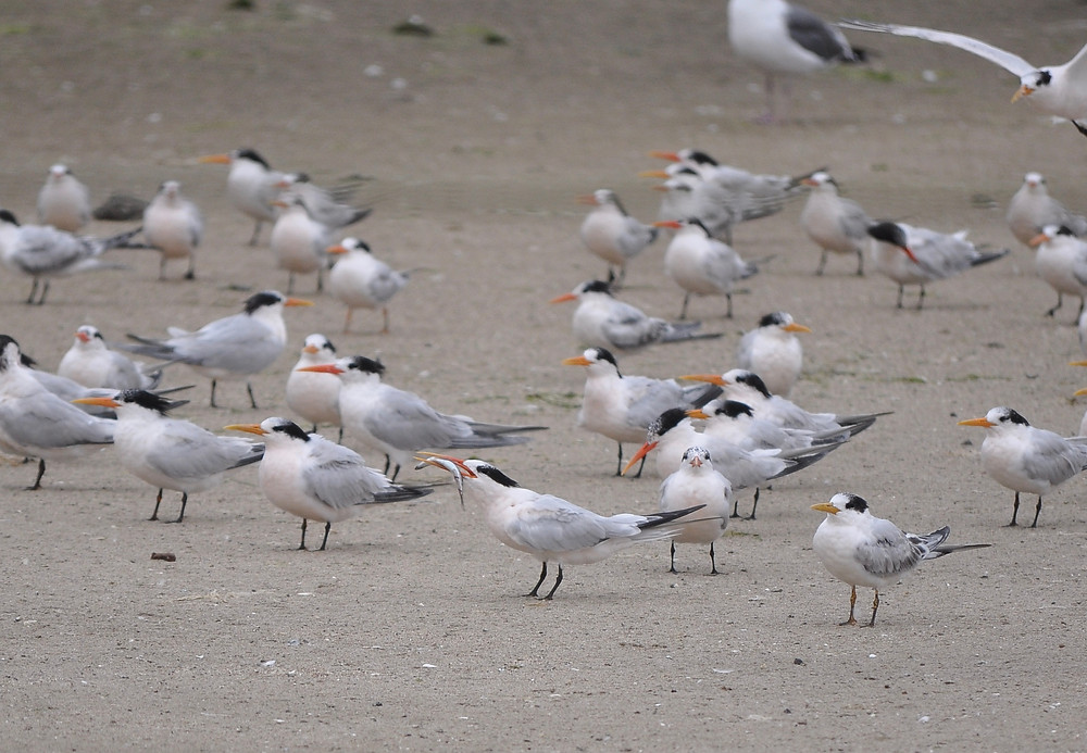 Elegant Tern parent with a fish, looking for its youngster, Moss Landing Harbor