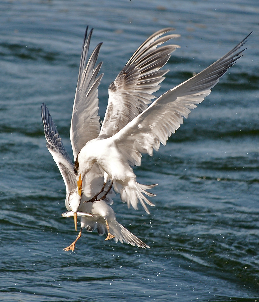 Adult tern attempting to steal from an adolescent