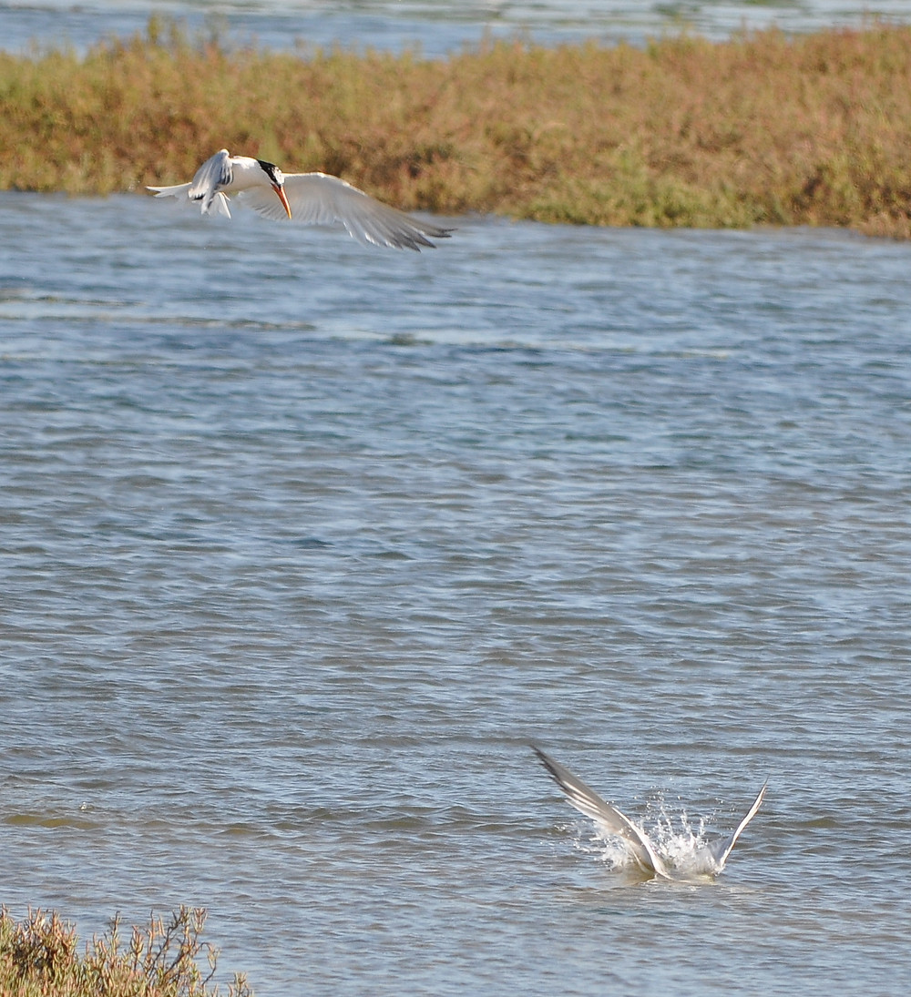 Elegant Tern submerged to catch an anchovy