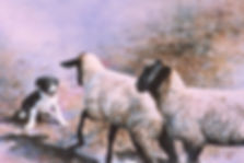 Border Collie pup with intimidating sheep, watercolor by Kathy Paivinen