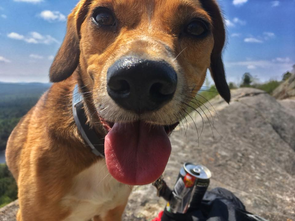 Beagle with his nose in the camera on a mountain top. Blue skies in the background.