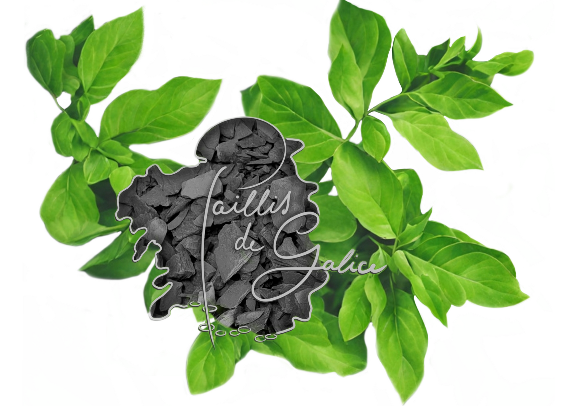 Illustration de Paillis de Galice