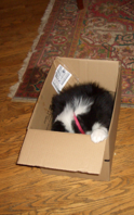 Go somewhere specific: "Load-Up" "Kennel-Up"