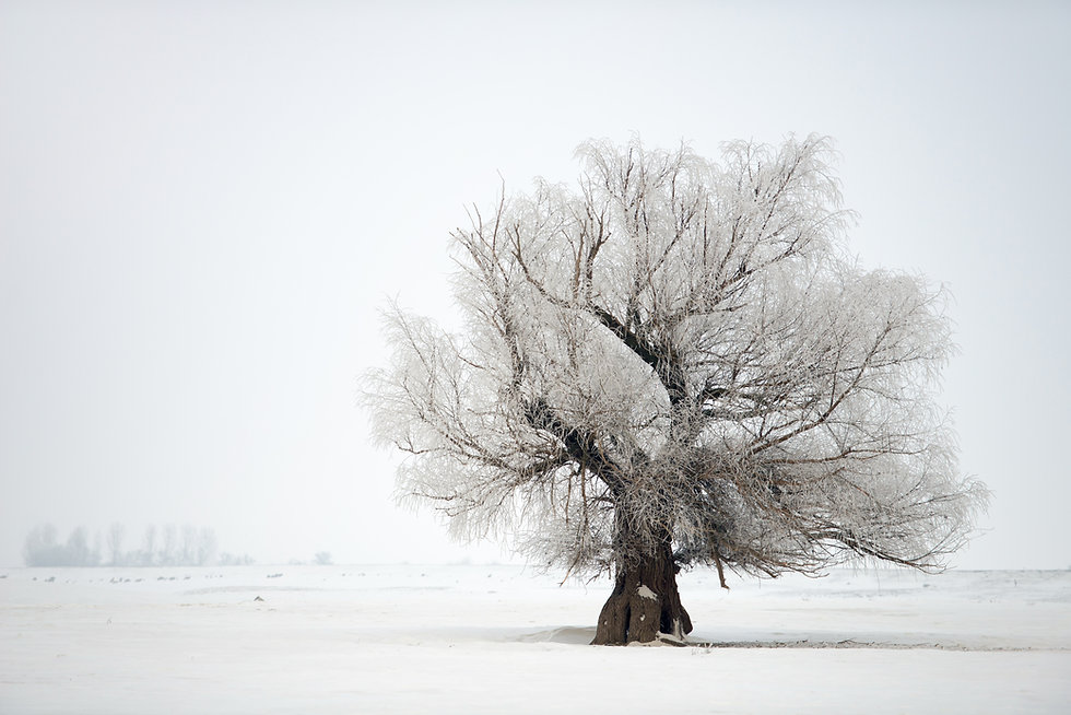 Tree in winter.jpeg