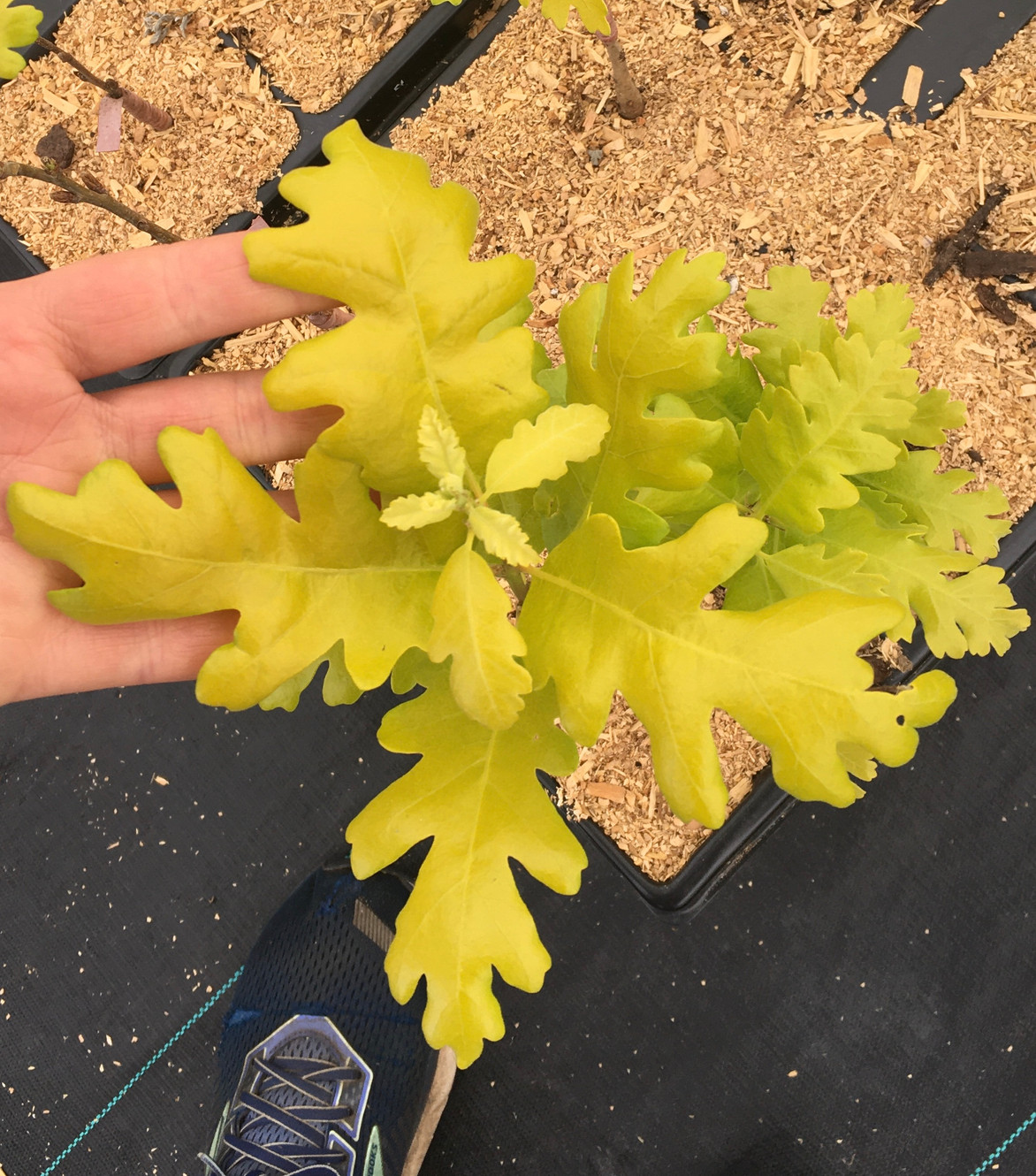 Rare Trees | Ltdplants