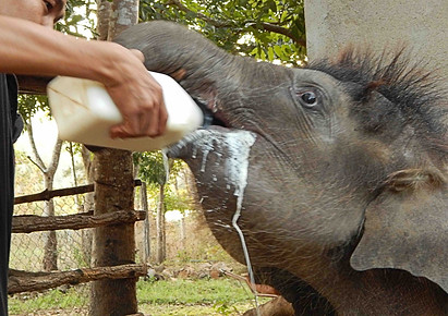 Fig 8.1 Milk overflowing from the mouth of bottle-fed baby Asian elephant