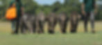 Mahouts walking w calves.jpeg