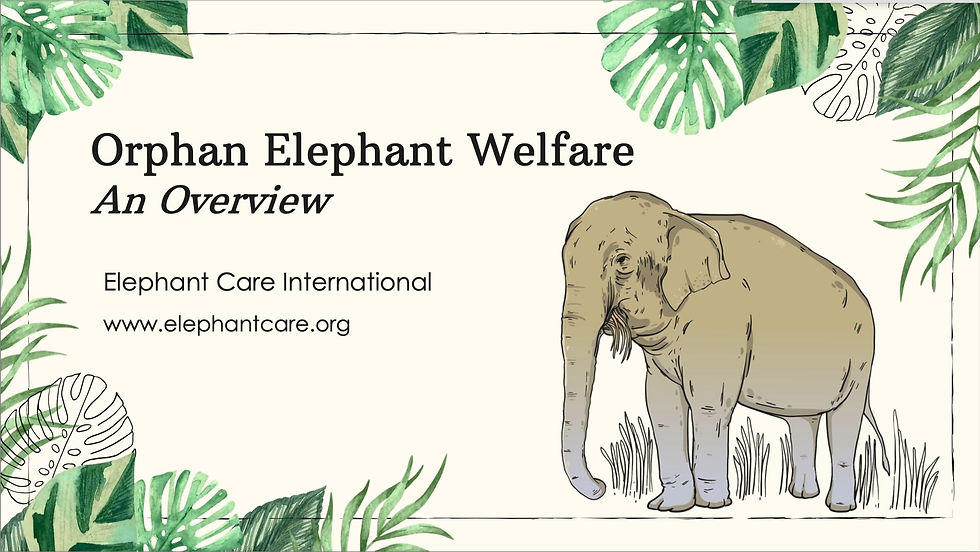 Orphan Elephant Welfare Slide #1