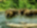 Eles in river SL 1.JPG