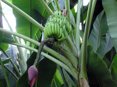 Banana plantation for elephants in Laos!