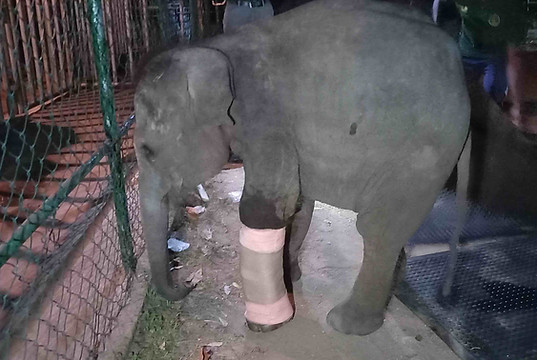 Figure 9.2 Young calf with cast.jpg