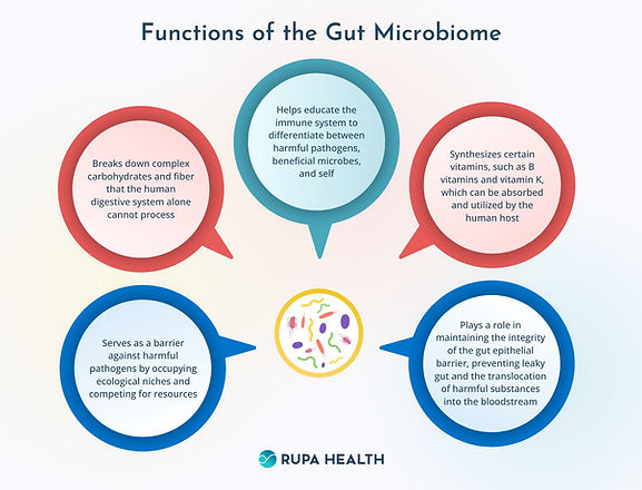 Figure 5.2 Functions of the gut microbiome.jpg