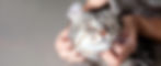 Cat pet scrunch .jpg