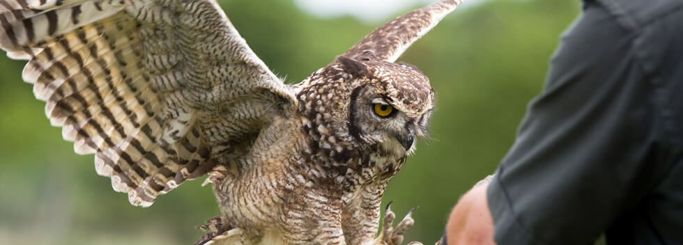 Great horned owl.jpg
