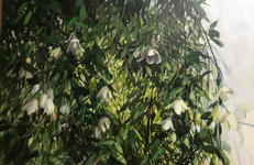 Native Clematis - NZ