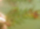 eurasian-water-milfoil_Optimized.jpg
