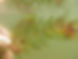 eurasian-water-milfoil_Optimized.jpg