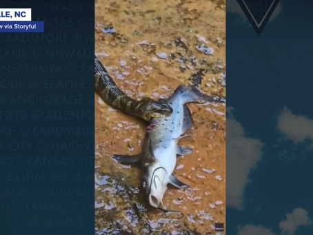 Did you know some snakes eat fish?