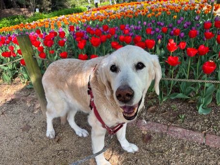夏期休診のお知らせ