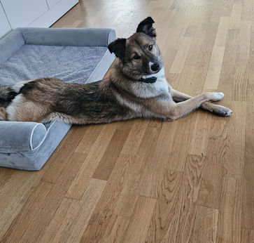 Hundebetreuung, Hundetagesstätte, Region Chur