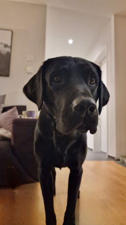 Hundebetreuung, Hundetagesstätte, Region Chur, Labrador