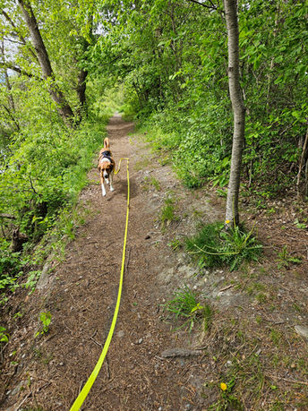 Hundebetreuung, Hundetagesstätte, Region Chur, 