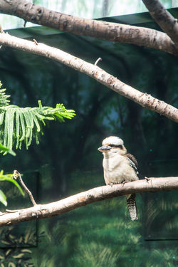 Laughing kookaburra