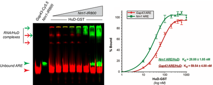Molecular mechanisms underlying post-transcriptional regulation of axonally localized mRNAs.