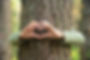 Child's hands making a heart shape on a tree trunk. Girl making an heart . Treehugger. A n