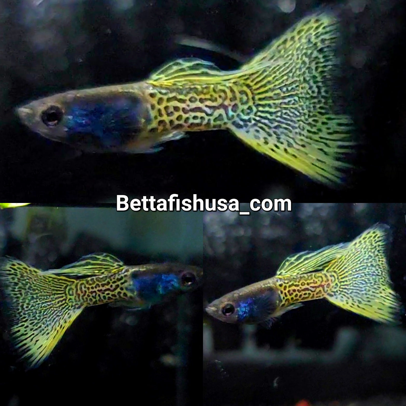 25 BREEDING YELLOW LACE COLORS GUPPY / FREE 1 DAY SHIPPING