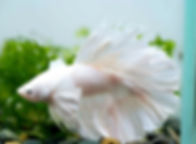50 Male white halfmoon Dumbo Big Ears Betta Fish/ FREE SHIPPING