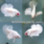 50 MALE SUPER DUMBO BIG EARS WHITE  COLORS PLAKAT / FREE SHIPPING