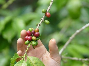Kaffeebohnen Karabusta.jpg