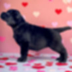 Rockmill Labs - Charlee girl
