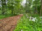 Guided Forest Bathing & Sound Bath Retreat