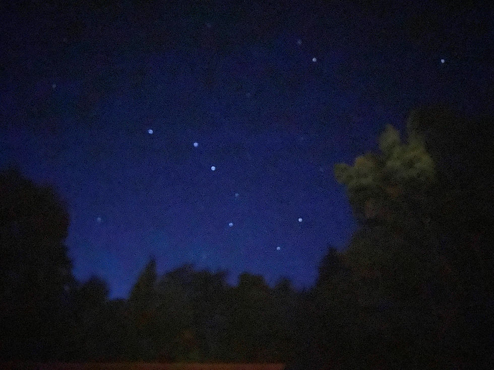 Fireflies & Forestry