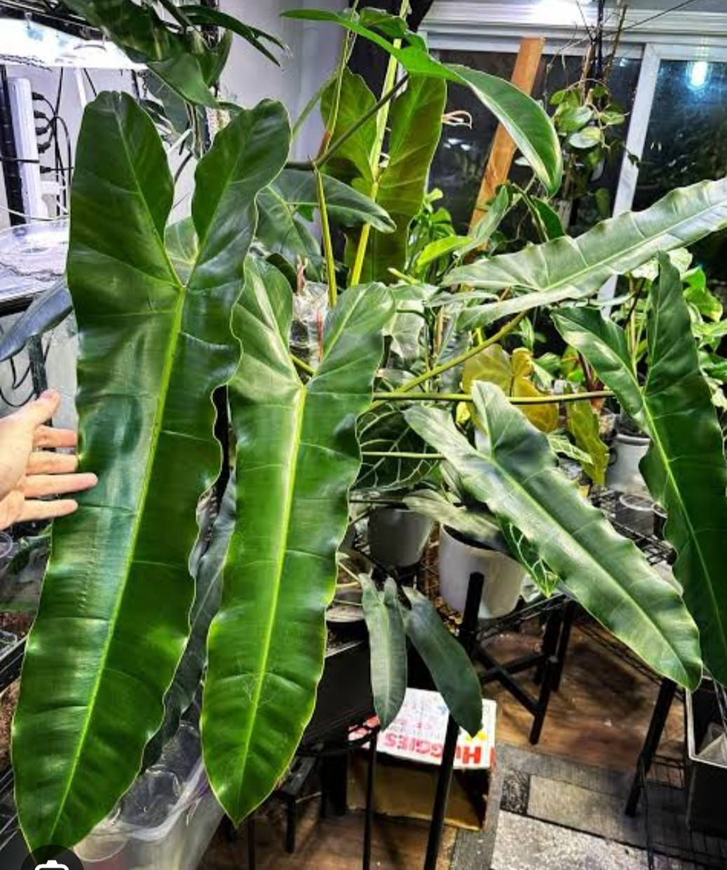 Atabapoense Philodendron